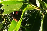 Vanessa atalanta