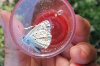 Polyommatus icarus