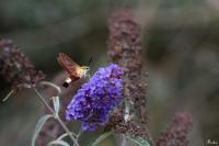 Hemaris fuciformis