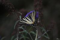 Iphiclides podalirius