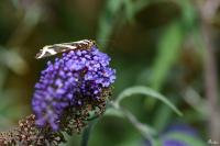 Euplagia quadripunctaria