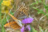 Argynnis paphia