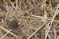 Carcharodus alceae