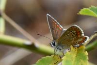 Aricia agestis