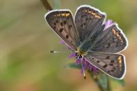 Lycaena tityrus