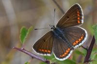 Aricia agestis