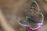 Lycaena tityrus