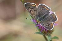 Lycaena tityrus