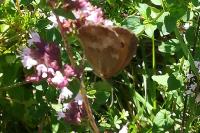 Pyronia tithonus