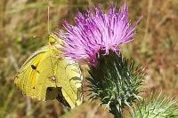 Colias crocea