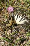 Iphiclides podalirius