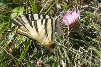 Iphiclides podalirius