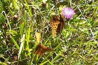 Argynnis paphia