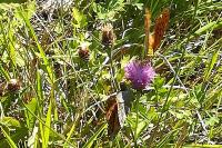 Argynnis paphia