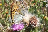 Argynnis paphia