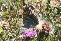 Argynnis paphia