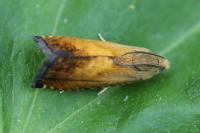 Pammene aurita