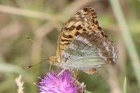 Argynnis paphia