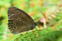 Aphantopus hyperantus