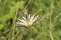 Iphiclides podalirius