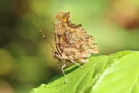 Polygonia c-album