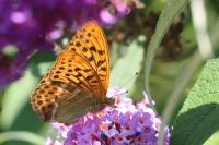 Argynnis paphia