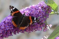 Vanessa atalanta