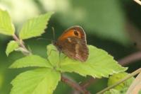 Pyronia tithonus