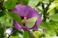 Gonepteryx rhamni