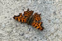 Polygonia c-album