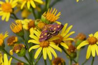 Pyrausta purpuralis
