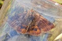 Euclidia glyphica