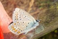 Polyommatus icarus