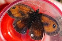 Pyronia tithonus