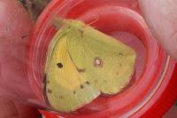 Colias crocea