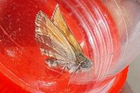Thymelicus lineola