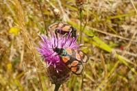 Zygaena carniolica