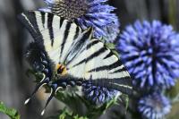 Iphiclides podalirius