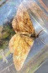 Ematurga atomaria