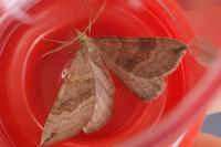 Scotopteryx chenopodiata