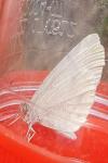Leptidea