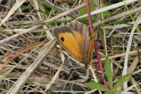 Pyronia tithonus