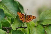 Polygonia c-album