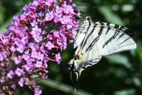 Iphiclides podalirius
