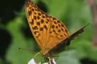 Argynnis paphia
