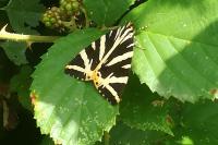 Euplagia quadripunctaria
