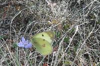 Colias crocea