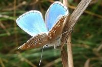 Lysandra bellargus
