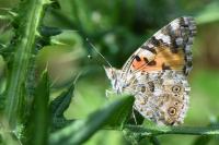 Vanessa cardui