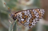 Melitaea cinxia
